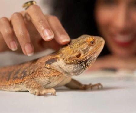 UK Pet Owner’s Guide to Adoption for Reptiles