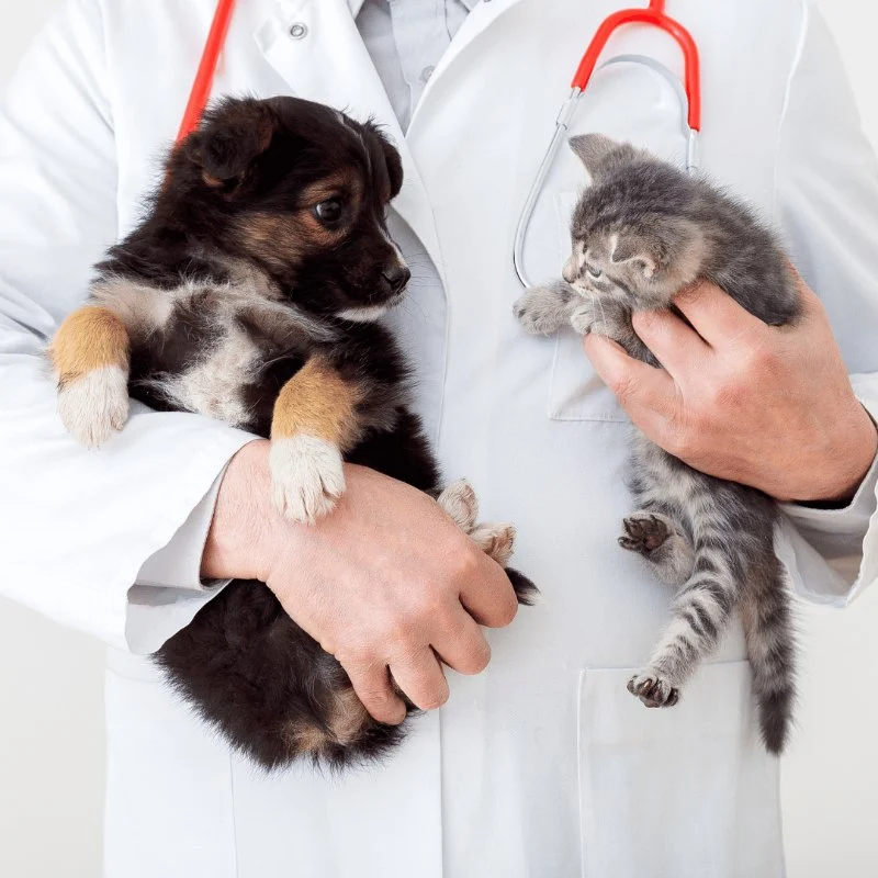 Best Practices for Puppy and Kitten Care in Cats