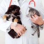 Best Practices for Puppy and Kitten Care in Cats