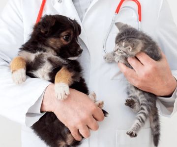 Best Practices for Puppy and Kitten Care in Cats