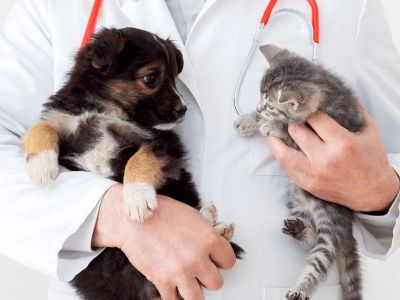 Best Practices for Puppy and Kitten Care in Cats