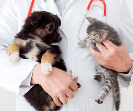 Best Practices for Puppy and Kitten Care in Cats
