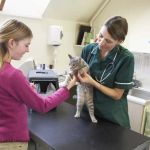 Health Checkups Explained: Keeping Your Cats Healthy in the UK
