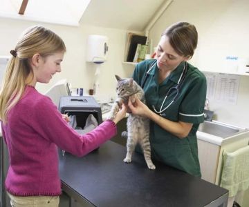 Health Checkups Explained: Keeping Your Cats Healthy in the UK