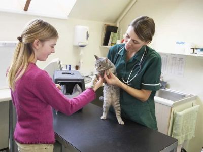Health Checkups Explained: Keeping Your Cats Healthy in the UK