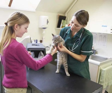 Health Checkups Explained: Keeping Your Cats Healthy in the UK