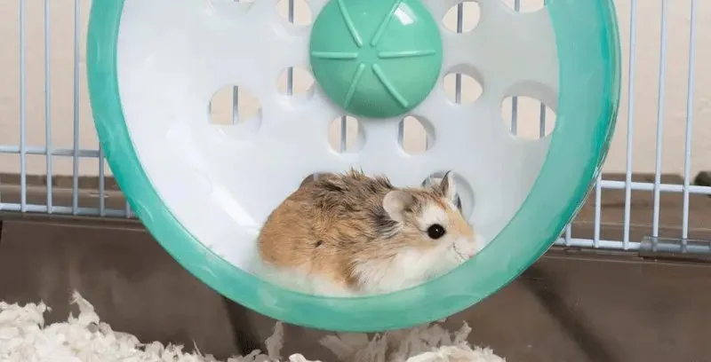 The Importance of Exercise and Fitness for Hamsters – UK Edition