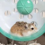 The Importance of Exercise and Fitness for Hamsters – UK Edition
