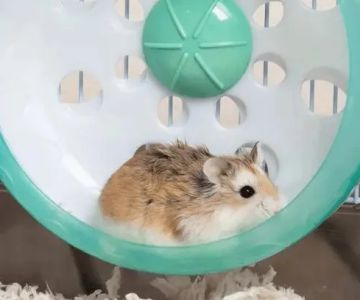 The Importance of Exercise and Fitness for Hamsters – UK Edition