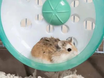 The Importance of Exercise and Fitness for Hamsters – UK Edition