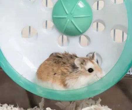 The Importance of Exercise and Fitness for Hamsters – UK Edition