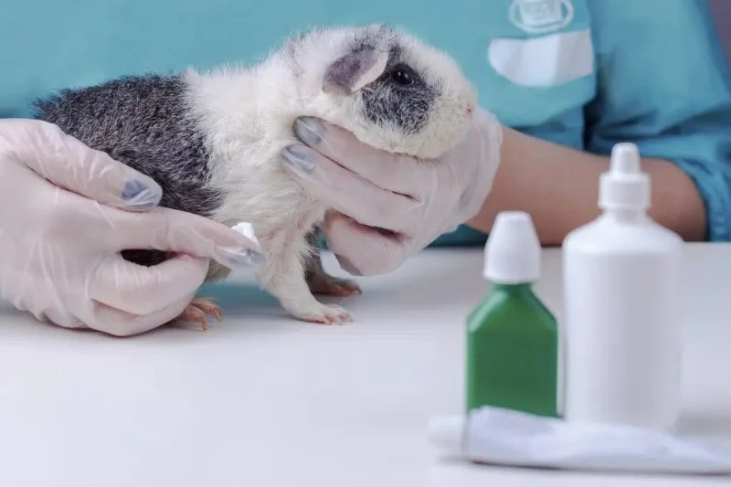 Best Practices for Mental Health in Guinea Pigs