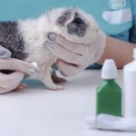 Best Practices for Mental Health in Guinea Pigs