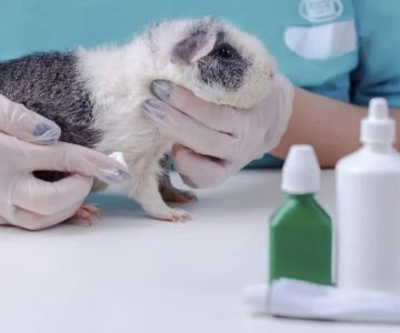 Best Practices for Mental Health in Guinea Pigs