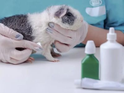 Best Practices for Mental Health in Guinea Pigs