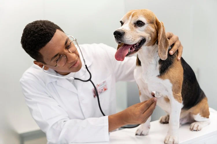 Vet-Approved Preventive Care for Dogs: Expert Tips for UK Dog Owners