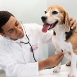 Vet-Approved Preventive Care for Dogs: Expert Tips for UK Dog Owners