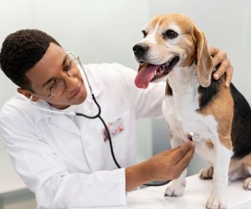 Vet-Approved Preventive Care for Dogs: Expert Tips for UK Dog Owners
