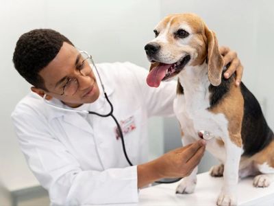 Vet-Approved Preventive Care for Dogs: Expert Tips for UK Dog Owners