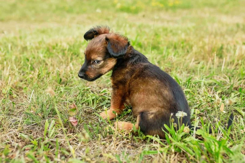 Why Do Dogs Eat Poop? Coprophagia Explained & Solutions
