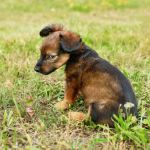 Why Do Dogs Eat Poop? Coprophagia Explained & Solutions