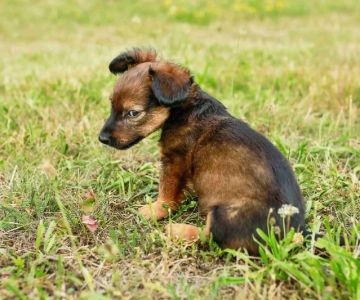 Why Do Dogs Eat Poop? Coprophagia Explained & Solutions