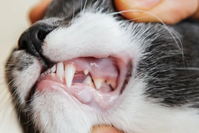 How to Perform a Cat Dental Check at Home: Pink Gums and Tartar Inspection Guide
