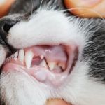 How to Perform a Cat Dental Check at Home: Pink Gums and Tartar Inspection Guide
