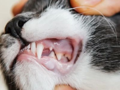 How to Perform a Cat Dental Check at Home: Pink Gums and Tartar Inspection Guide