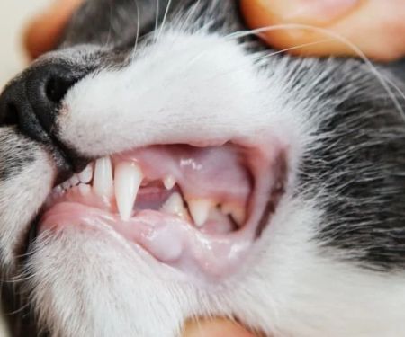 How to Perform a Cat Dental Check at Home: Pink Gums and Tartar Inspection Guide