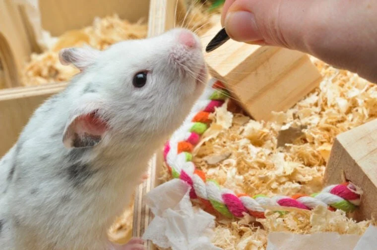 Best Practices for Behaviour Training in Hamsters | RegPets