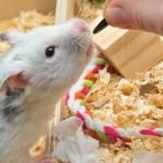 Best Practices for Behaviour Training in Hamsters | RegPets