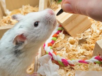 Best Practices for Behaviour Training in Hamsters | RegPets