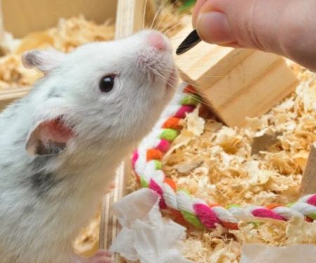 Best Practices for Behaviour Training in Hamsters | RegPets