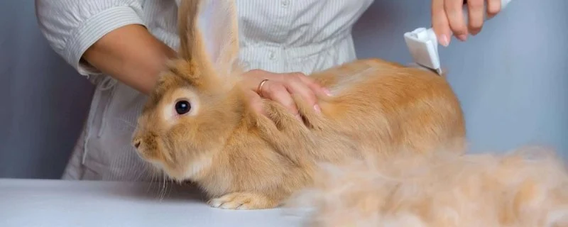 Rabbit Skin and Coat Care: Essential Tips for UK Owners