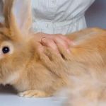 Rabbit Skin and Coat Care: Essential Tips for UK Owners