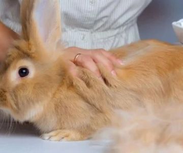 Rabbit Skin and Coat Care: Essential Tips for UK Owners