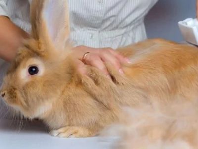 Rabbit Skin and Coat Care: Essential Tips for UK Owners