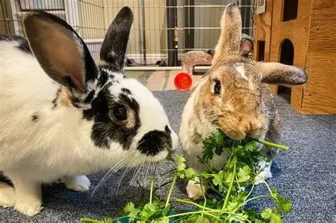 Can Rabbits Eat Parsley Root? Safe Root Vegetable Portions for Bunnies