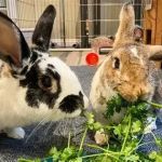 Can Rabbits Eat Parsley Root? Safe Root Vegetable Portions for Bunnies