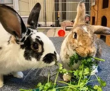 Can Rabbits Eat Parsley Root? Safe Root Vegetable Portions for Bunnies