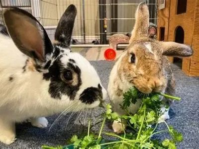 Can Rabbits Eat Parsley Root? Safe Root Vegetable Portions for Bunnies