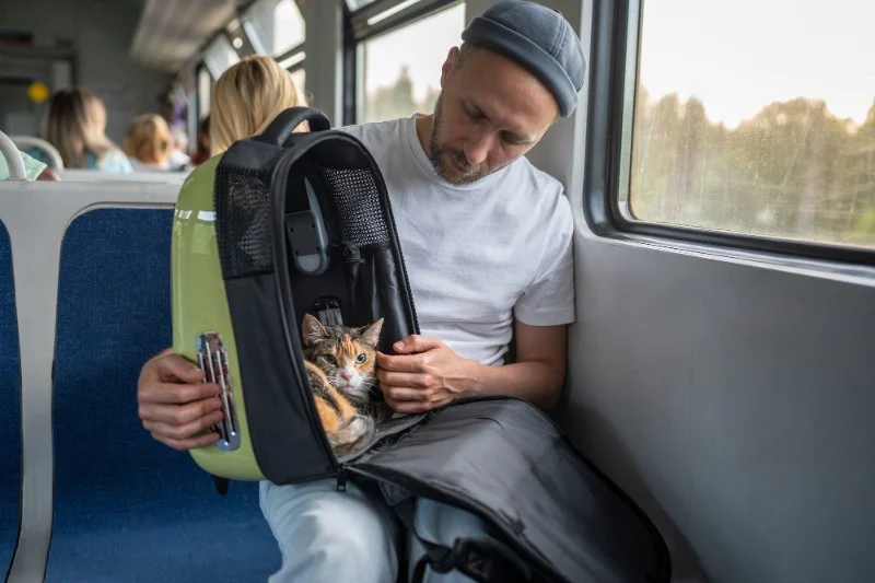 Expert Vet Advice on Travel Safety for Exotic Pets in the UK
