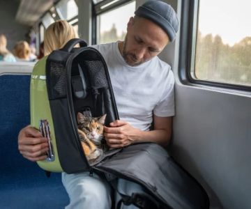 Expert Vet Advice on Travel Safety for Exotic Pets in the UK