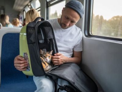 Expert Vet Advice on Travel Safety for Exotic Pets in the UK