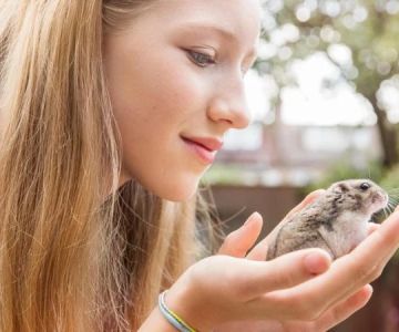 Comprehensive Guide to Allergy Care for Hamsters in the UK