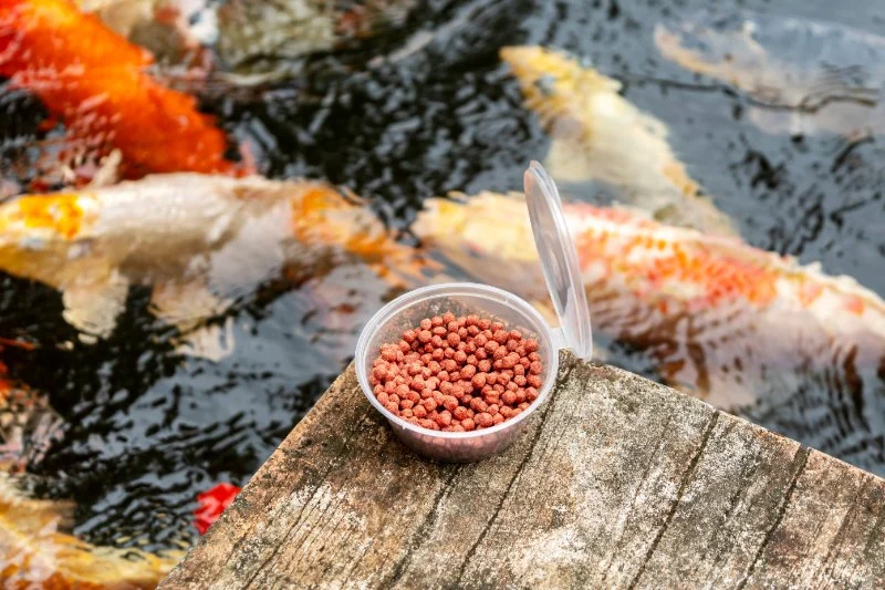 Expert Vet Advice on Nutrition Tips for Fish | RegPets UK