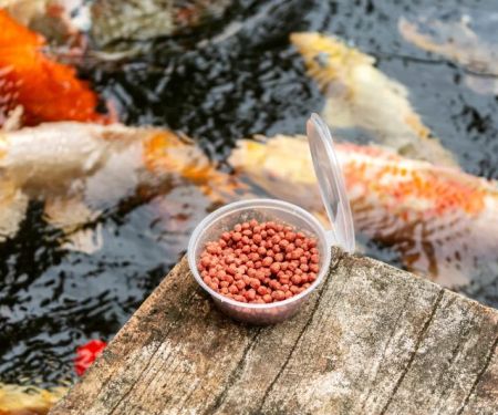 Expert Vet Advice on Nutrition Tips for Fish | RegPets UK