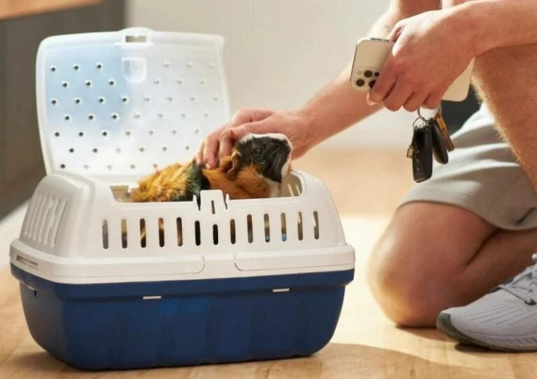 Top 10 Travel Safety Tips Every Guinea Pigs Owner in the UK Should Know