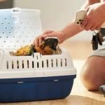 Top 10 Travel Safety Tips Every Guinea Pigs Owner in the UK Should Know